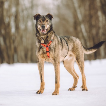 Собаки в добрые руки - Джо - 3