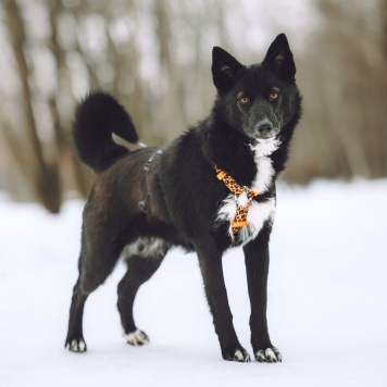 Собаки в добрые руки - Найда
