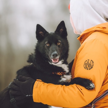 Собаки в добрые руки - Найда - 1