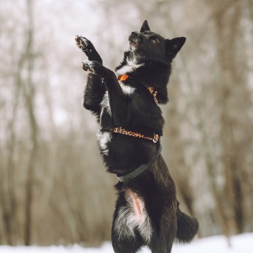 Собаки в добрые руки - Найда - 2