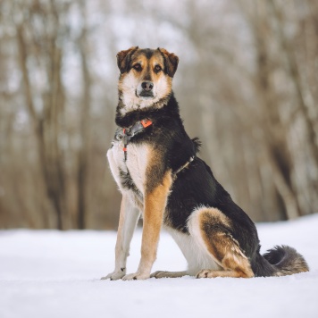 Собаки в добрые руки - Сказка