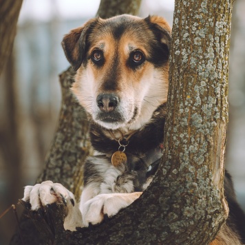 Собаки в добрые руки - Сказка - 1