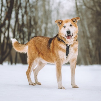 Собаки в добрые руки - Байкал