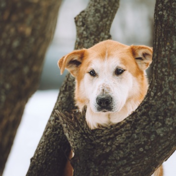 Собаки в добрые руки - Байкал - 1