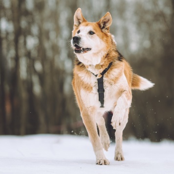 Собаки в добрые руки - Байкал - 2