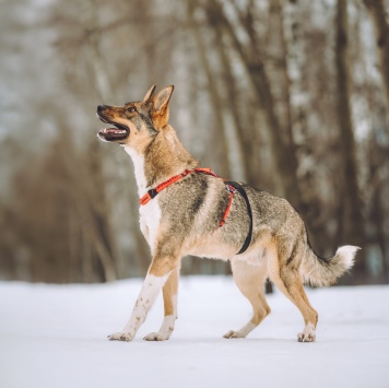 Собаки в добрые руки - Ромео