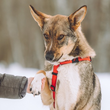 Собаки в добрые руки - Ромео - 2