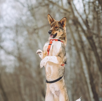 Собаки в добрые руки - Ромео - 3