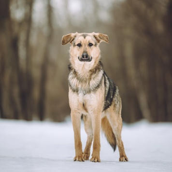 Собаки в добрые руки - Иванушка