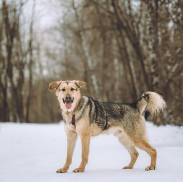 Собаки в добрые руки - Иванушка - 2