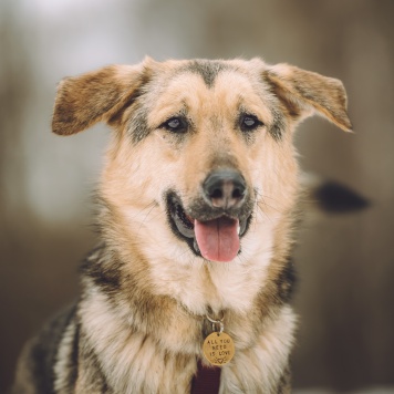 Собаки в добрые руки - Иванушка - 3