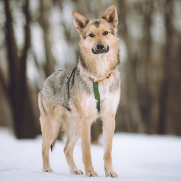 Собаки в добрые руки - Лисёнок