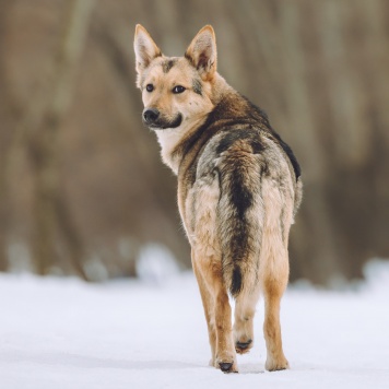 Собаки в добрые руки - Лисёнок - 1