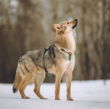 Собаки в добрые руки - Лисёнок - 2