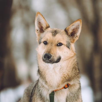 Собаки в добрые руки - Лисёнок - 3