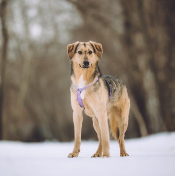 Собаки в добрые руки - Миндалька