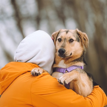 Собаки в добрые руки - Миндалька - 2