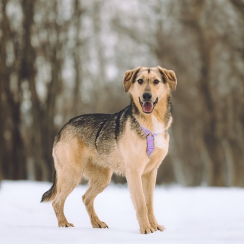Собаки в добрые руки - Миндалька - 3