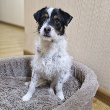 Собаки в добрые руки - Йося