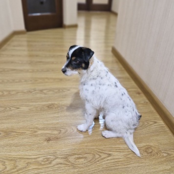 Собаки в добрые руки - Йося - 1