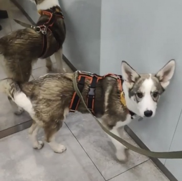 Собаки в добрые руки - Астра