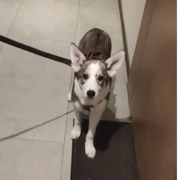 Собаки в добрые руки - Астра - 1