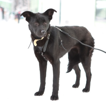 Собаки в добрые руки - Асти - 1