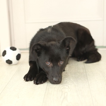 Собаки в добрые руки - Асти - 3