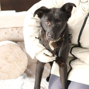 Собаки в добрые руки - Асти - 4