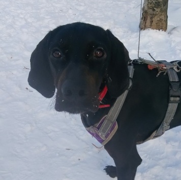 Собаки в добрые руки - Адель