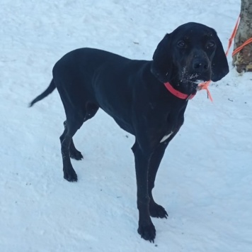 Собаки в добрые руки - Адель - 1