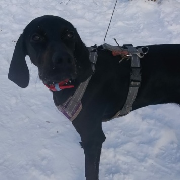 Собаки в добрые руки - Адель - 2