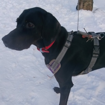 Собаки в добрые руки - Адель - 3