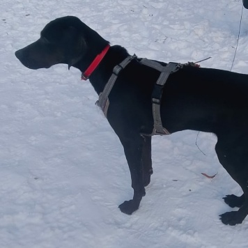 Собаки в добрые руки - Адель - 4