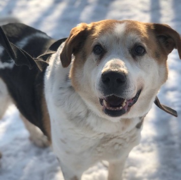 Собаки в добрые руки - Варяг
