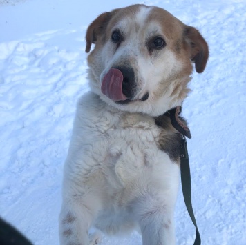 Собаки в добрые руки - Варяг - 1