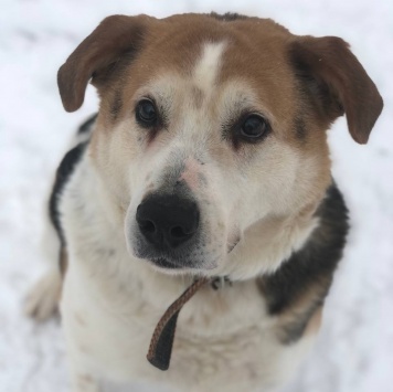 Собаки в добрые руки - Варяг - 3