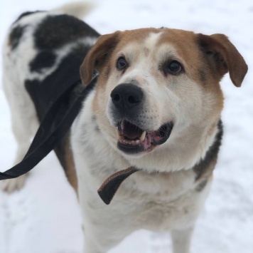 Собаки в добрые руки - Варяг - 4