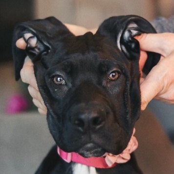 Собаки в добрые руки - щенки