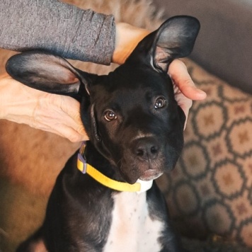 Собаки в добрые руки - щенки - 1