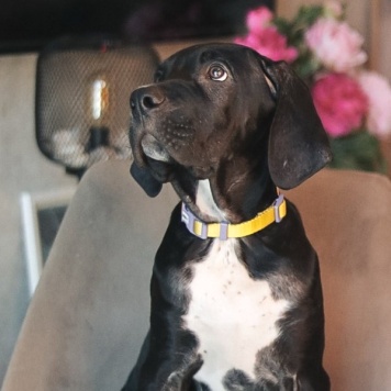 Собаки в добрые руки - щенки - 3