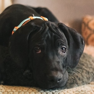 Собаки в добрые руки - щенки - 4