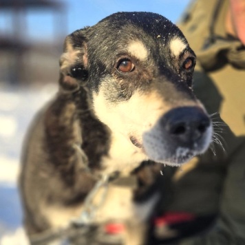 Собаки в добрые руки - Амели