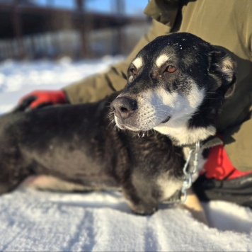 Собаки в добрые руки - Амели - 1