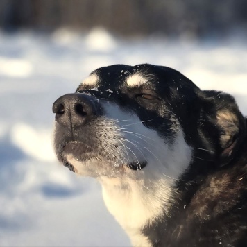 Собаки в добрые руки - Амели - 2