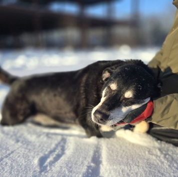 Собаки в добрые руки - Амели - 3