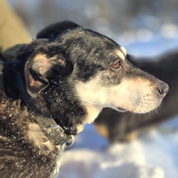 Собаки в добрые руки - Амели - 4