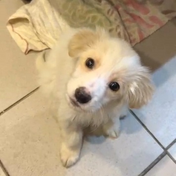 Рио - Собаки в добрые руки