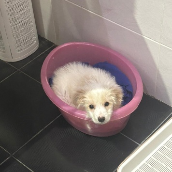 Собаки в добрые руки - Рио - 1