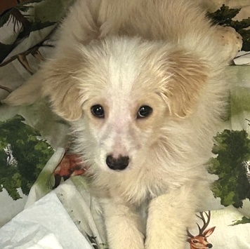 Собаки в добрые руки - Рио - 2